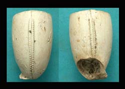 US Civil War Era Clay Pipe, Plain with Beading